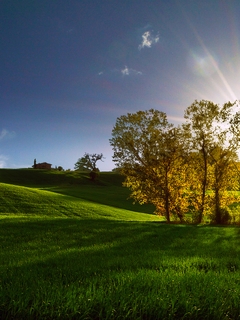 Image: Trees, grass, field, sun, rays, sky, shadow