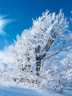 Картинка: Зима, поле, небо, деревья, солнце, снег, иней