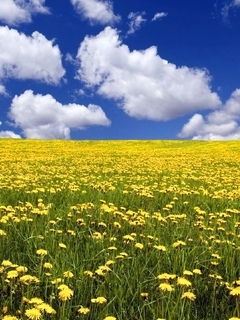 Картинка: Поляна, поле, одуванчики, жёлтые, цветы, трава, небо, облака, день, лето