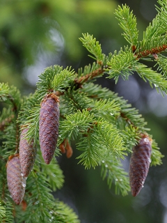 Image: Branch, cones, needles, green, drops