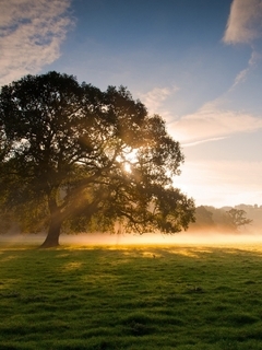 Image: Field, grass, trees, fog, light, sun, sky, clouds