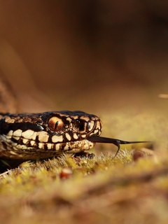 Картинка: Змея, гадюка, язык, глаз, голова, трава, макро, рептилия