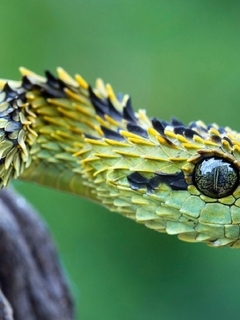 Image: Viper, snake, scales, eyes, wood