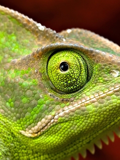Картинка: Хамелеон, глаз, чешуя, кожа, зелёный