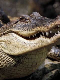 Картинка: Аллигатор, крокодил, рептилия, хищник, греется, зубы, пасть
