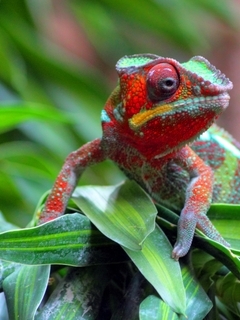 Image: Chameleon, eyes, paws, plant, leaf