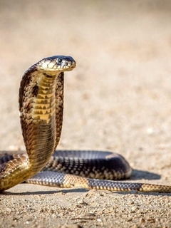 Image: Cobra, snake, asps, desert