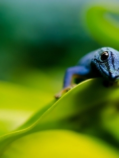 Image: Lizard, creepy, blue Gecko, leaves, looking
