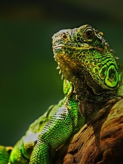 Картинка: Ящерица, рептилия, зелёная игуана, дерево, смотрит, греется