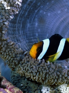 Картинка: Рыба-клоун, риф, актиния, щупальца