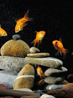 Картинка: Золотая рыбка, камни, галька, пузырьки, плавают, тёмный фон