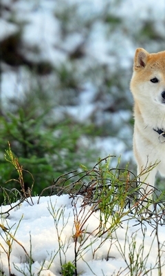 Картинка: Собака, Акита, снег, зима, прогулка, ветки, деревья, хвойный лес