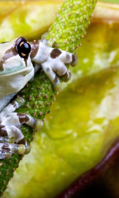 Image: Frog, tree frog, harlequin, amphibian, stem, plant