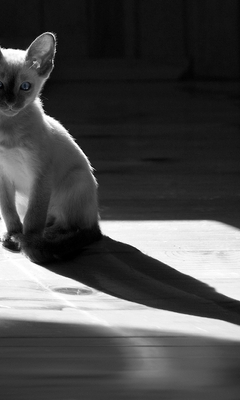 Картинка: Кошка, голубые глаза, тень, чёрно-белый