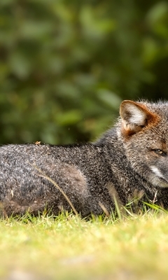 Image: Darwin, Fox, grey, face, look, grass