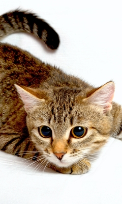 Картинка: Котик, морда, глаза, полосатый, белый фон