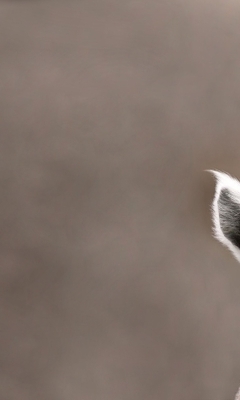 Image: Lemur, eyes, goggle-eyed