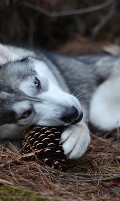 Image: Dog, Husky, lying, biting, pinecone, forest, needles, soil