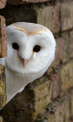 Image: Owl, head, white, looks out, brick wall