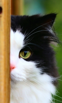 Image: Cat, eyes, nose, hair, mustache, voyeurism, reflection