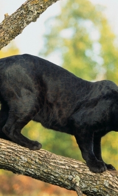 Картинка: Пантера, кошка, хищник, леопард, дерево, ствол, ветка, чёрный окрас