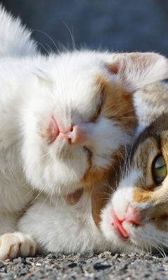 Image: Cat, muzzle, basking, two, sun