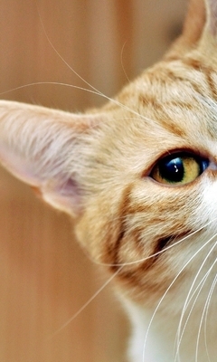Картинка: Кот, рыжий, уши, усы, морда, глаз, выглядывает