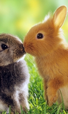 Картинка: Кролики, пушистые, глаза, трава, любовь