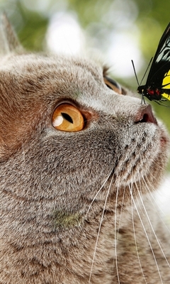 Картинка: Кот, кошка, морда, нос, бабочка, крылья, сидит