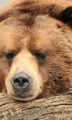 Картинка: Медведь, бурый, морда, нос, лапа, дерево