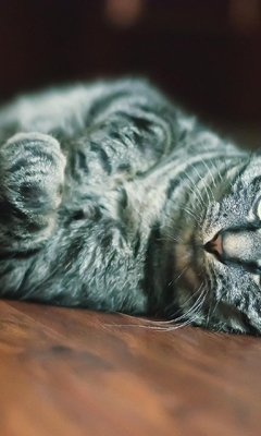 Image: Cat, gray, lies, muzzle, whiskers, paws, parquet, floor
