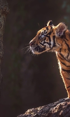 Image: Tiger, tiger cub, child, predator, stripes