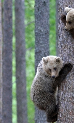 Image: Bears, two, forest, trees