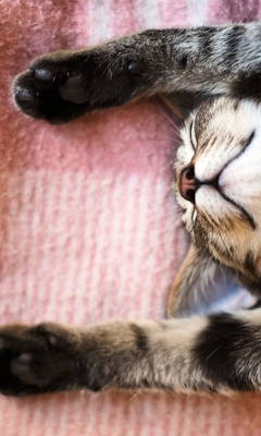 Image: Cat, face, sleeping, feet up, blanket