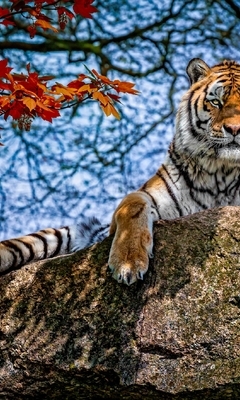Картинка: Тигр, кошка, хищник, камень, отдых, ветки, деревья, листья