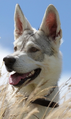 Image: Dog, face, field, ears, sky
