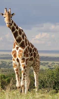 Image: Giraffe, Savannah, horizon, grass, national park, clouds