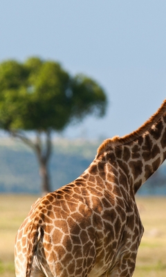 Картинка: Жираф, пятна, шея, саванна