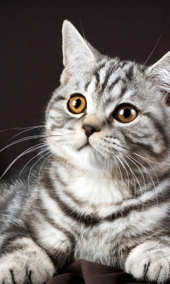 Image: Kitten, gray, snout, stripes, wool, lies