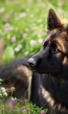 Image: Dog, muzzle, lies, field, flowers