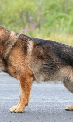 Картинка: немецкая овчарка, пес, собака