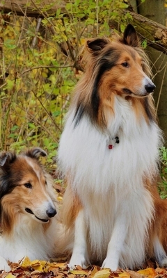 Картинка: Собаки, длинношерстная, Колли, пара, лес, листва