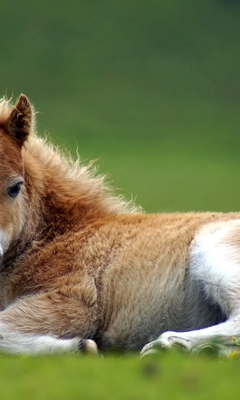 Image: Grass, green, foal, horse, little, blurred background