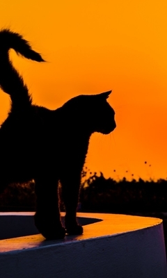 Картинка: Кошка, силуэт, вечер, закат, солнце