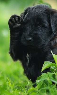 Картинка: Щенок, собака, мордочка, чёрный, окрас, лапка, зелень, трава, лето