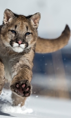 Картинка: Пума, хищник, зверь, кошка, бежит, снег, зима