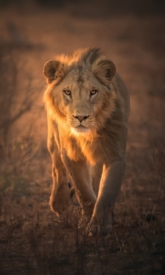 Картинка: Лев, хищник, зверь, идёт