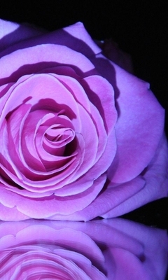 Картинка: Роза, цветок, лепестки, цвет, отражение, чёрный фон