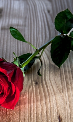 Картинка: Роза, красная, цветок, листья, лежит