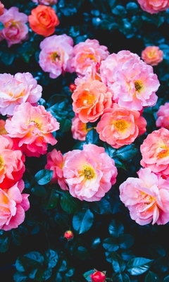 Картинка: Цветы, кустарник, роза, розовый, листья